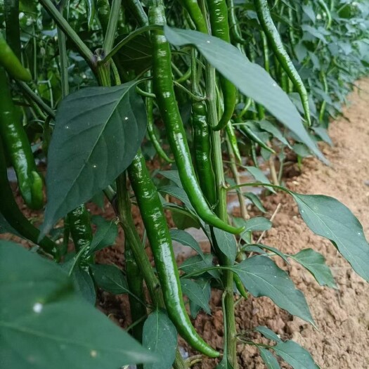 徽县线椒二荆条，黑拱线椒，线椒大量上市，线椒可装箱可散装