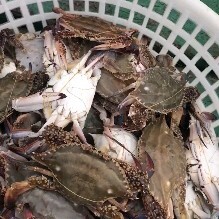 启东市远海梭子蟹 梭子蟹，码头一手货源，