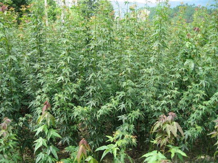 线裂鸡爪槭 鸡爪槭小苗农户自产自销，江西九江鸡爪槭小苗一手货源供应批发。