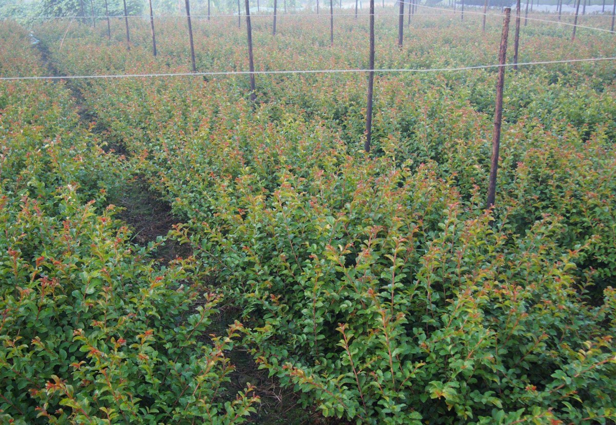 红火箭紫薇 苗圃基地大量供应紫薇小苗1－2公分，江西九江紫薇苗农户自家种