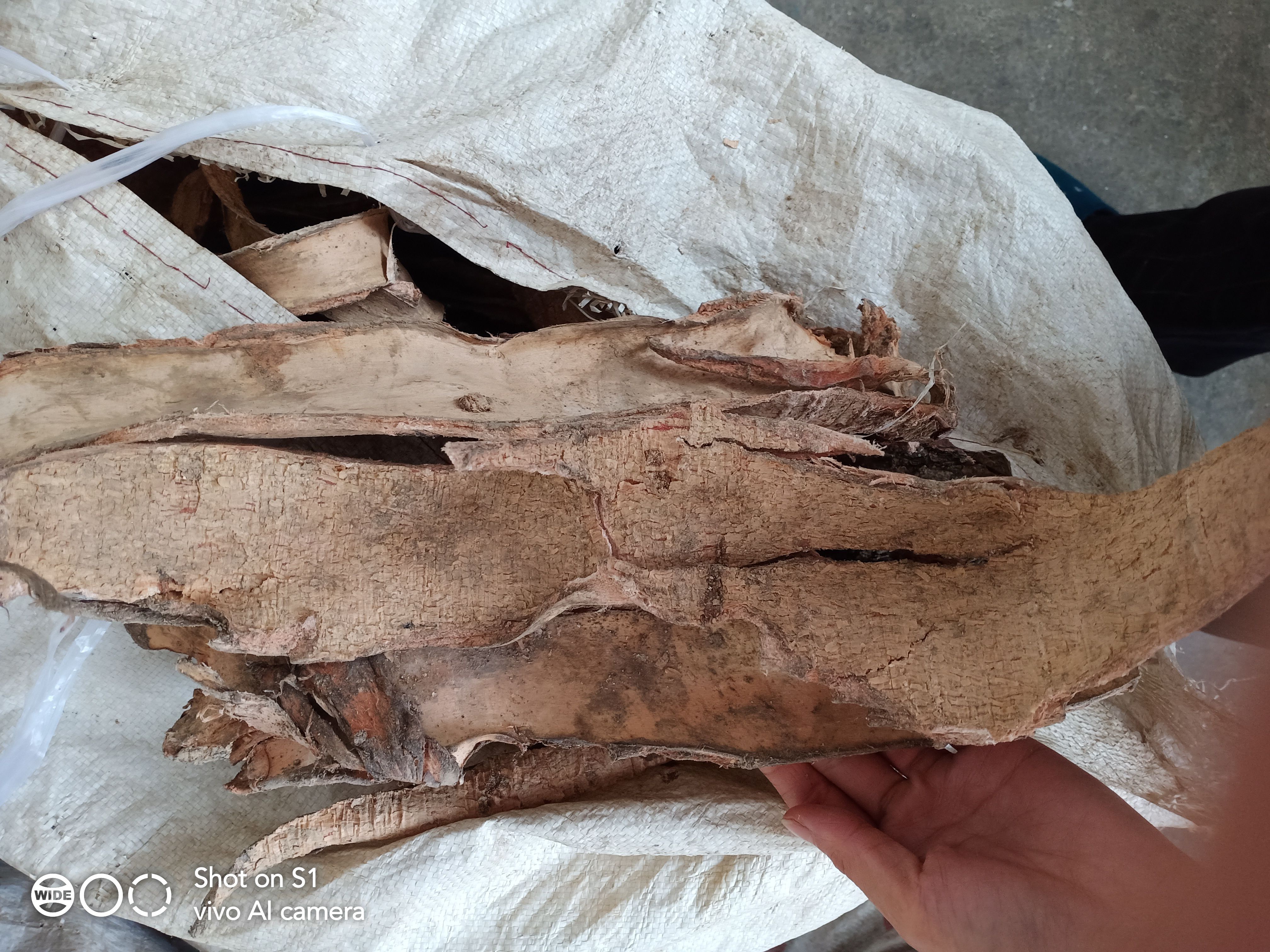 土荊皮，落叶松皮