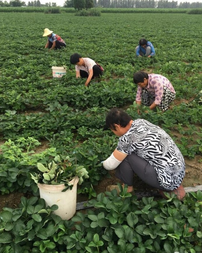 牛奶奶油草莓苗，红颜甜宝草莓苗脱毒假植苗基地批发保证品种质量