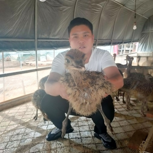嘉祥县 非洲鸵鸟苗 疫苗做好鸵鸟保证接货成活率 提供养殖技术售后服