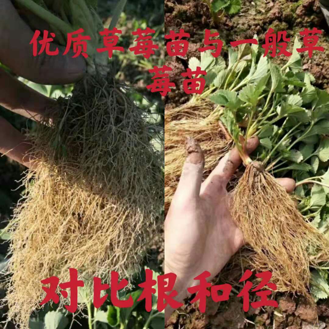 牛奶奶油草莓苗，红颜甜宝草莓苗脱毒假植苗基地批发保证品种质量