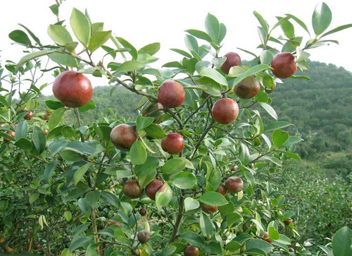 茶籽  广西柳州三江茶籽 出油率好  品质好