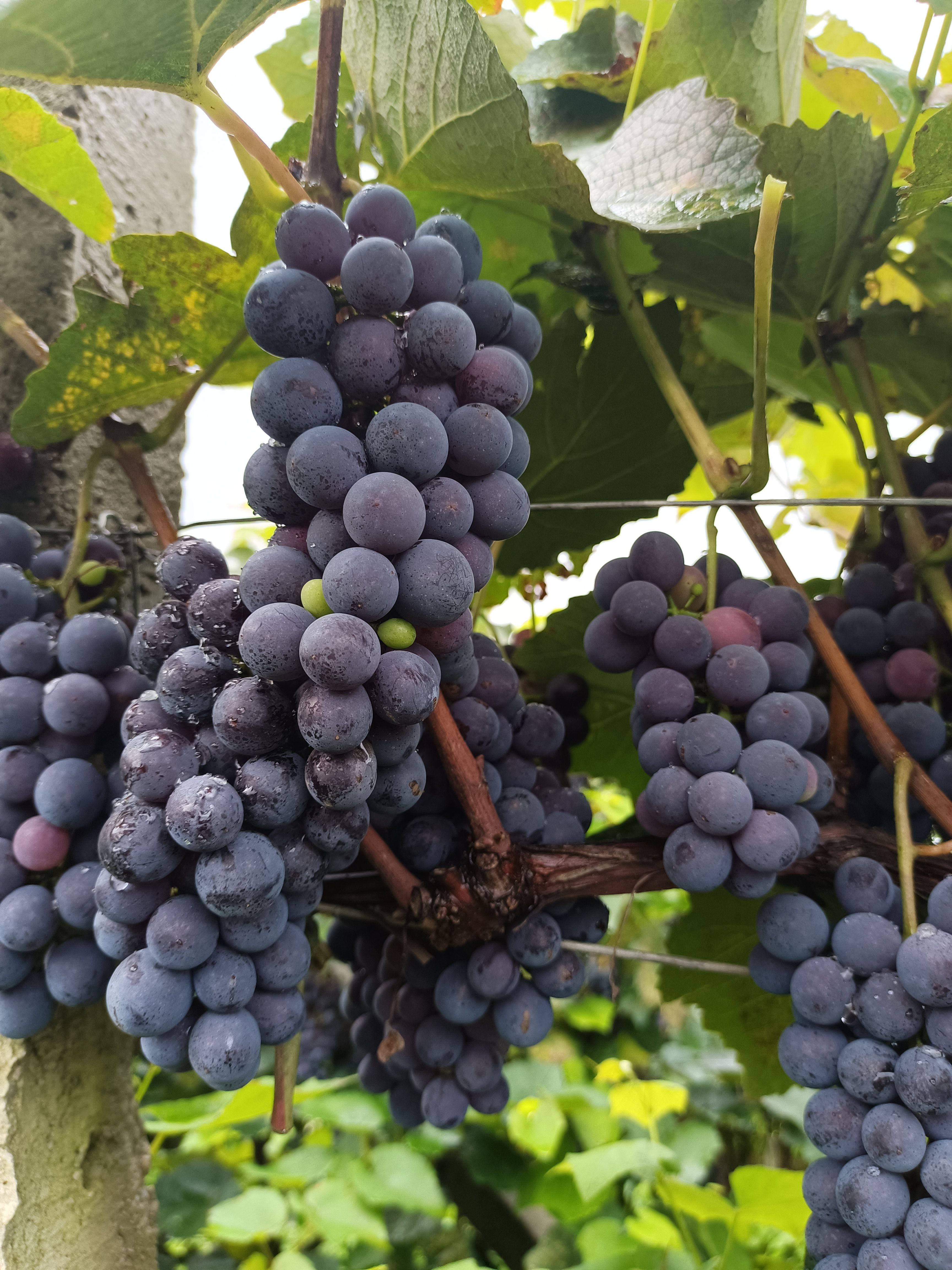  高山酒葡萄，酿酒佳品皮薄肉厚！