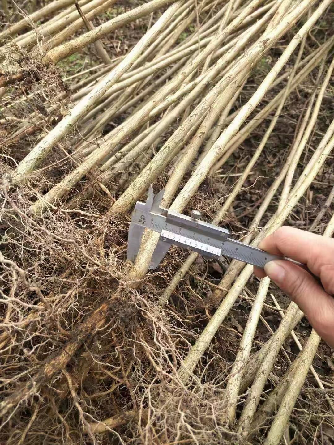 红火箭紫薇 苗圃基地大量供应紫薇小苗1－2公分，江西九江紫薇苗农户自家种