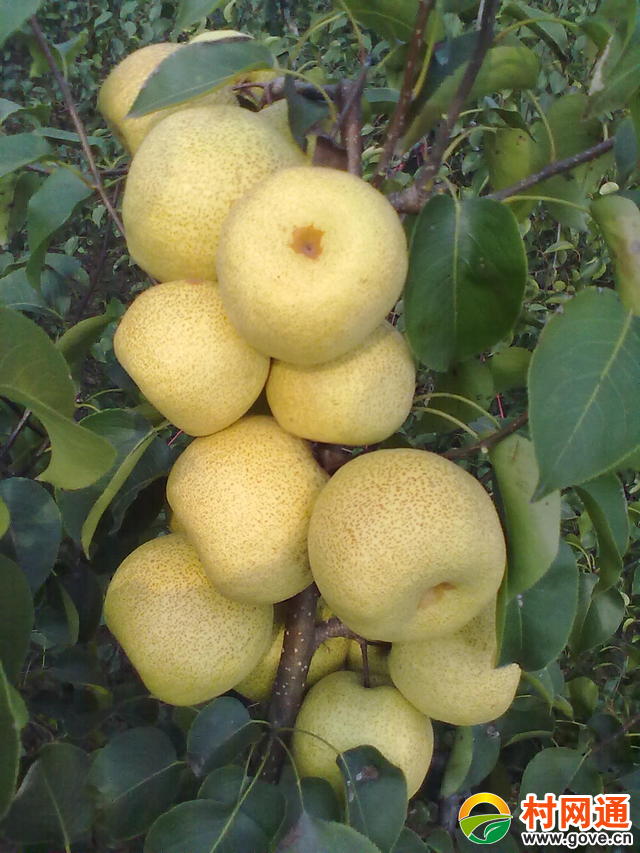  金顶谢花酥梨即将上市中，需要的老板速度联系我了