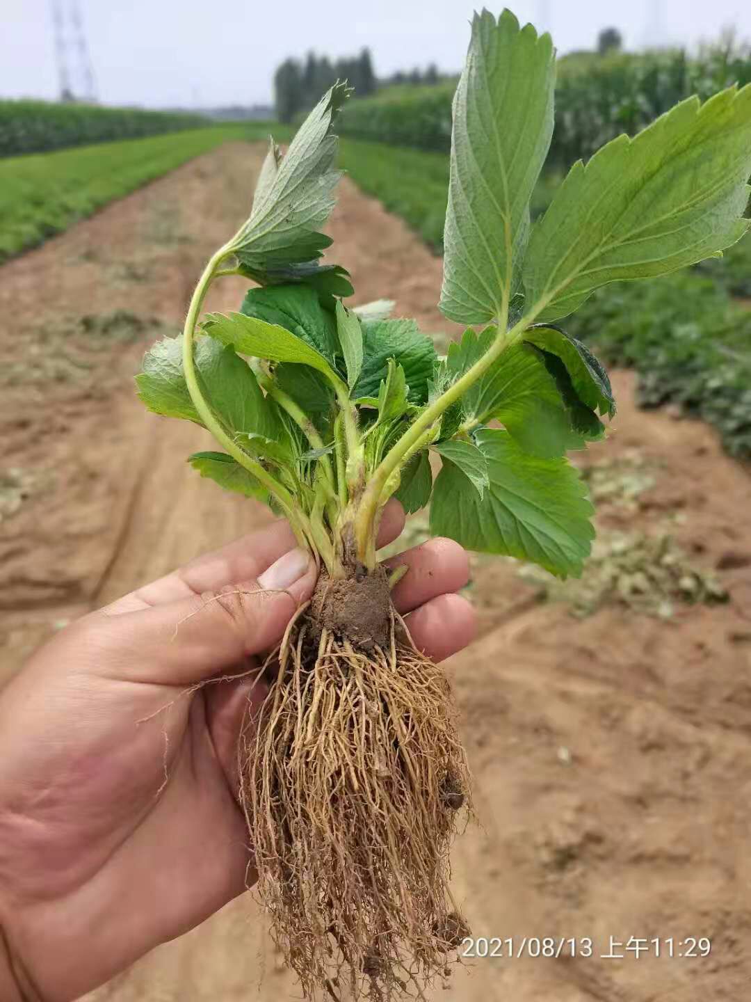红颜草莓苗，红玉草莓苗脱毒假植苗，粗矮壮根系发达品种纯正