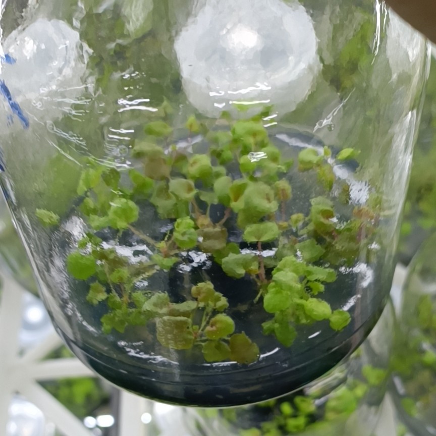 矾根，矾根种苗105孔穴盘苗，根系发达，多品种可选，工厂直发