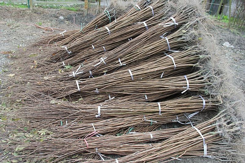 红火箭紫薇 苗圃基地大量供应紫薇小苗1－2公分，江西九江紫薇苗农户自家种