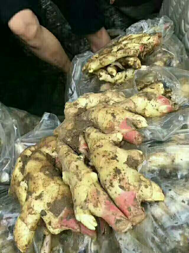 仔姜  山东鲜姜大量上市  产地批发  保质保量