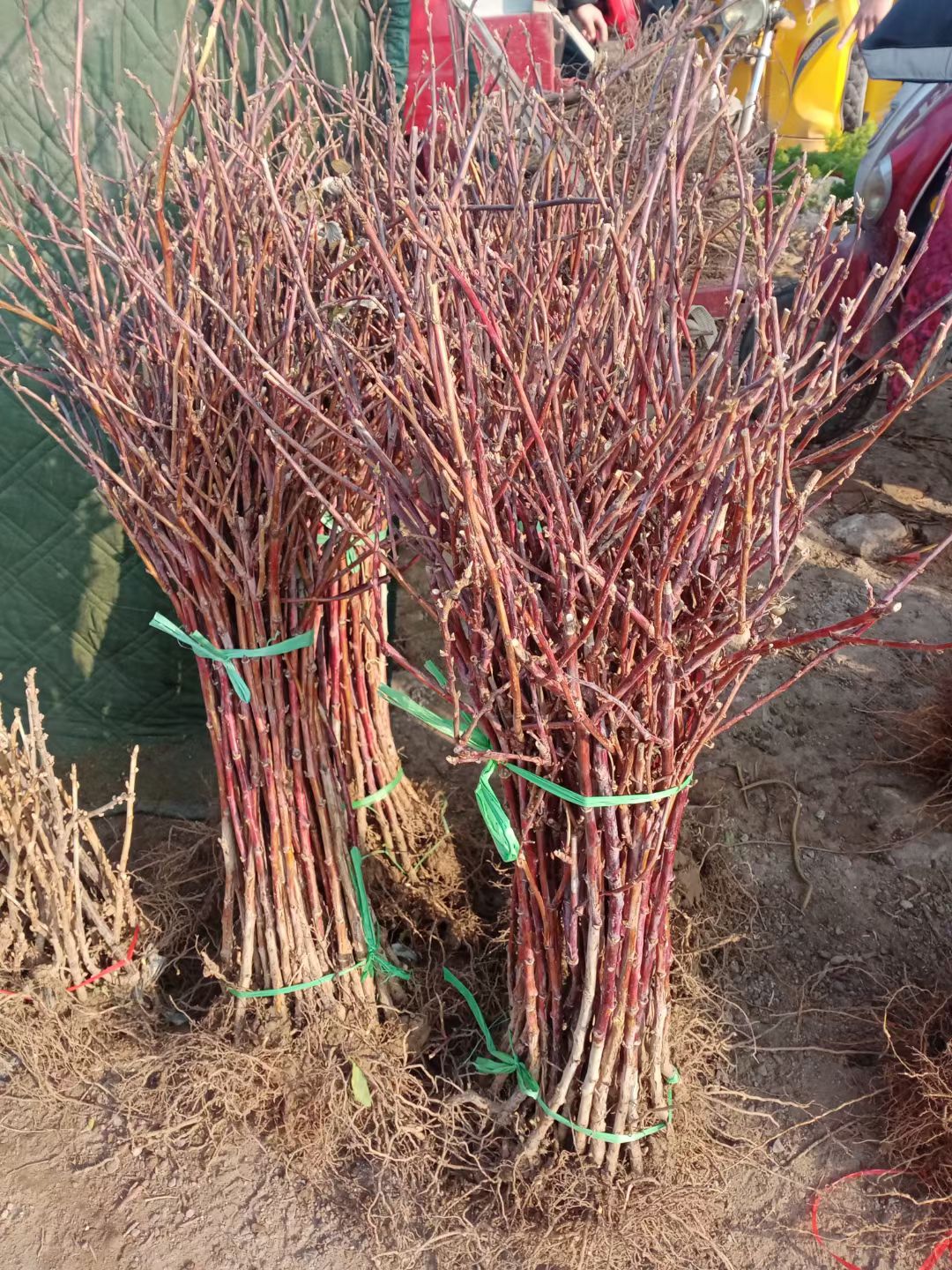 双季树莓苗  双季树莓覆盆子树苗树莓苗黄树莓苗南北方四季种植