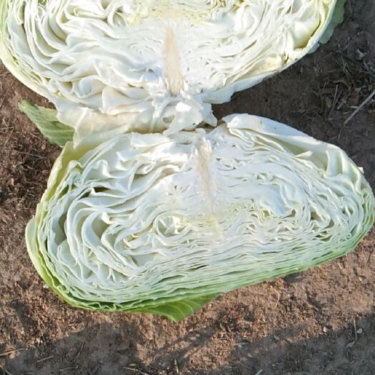林西县平包菜  扁包菜