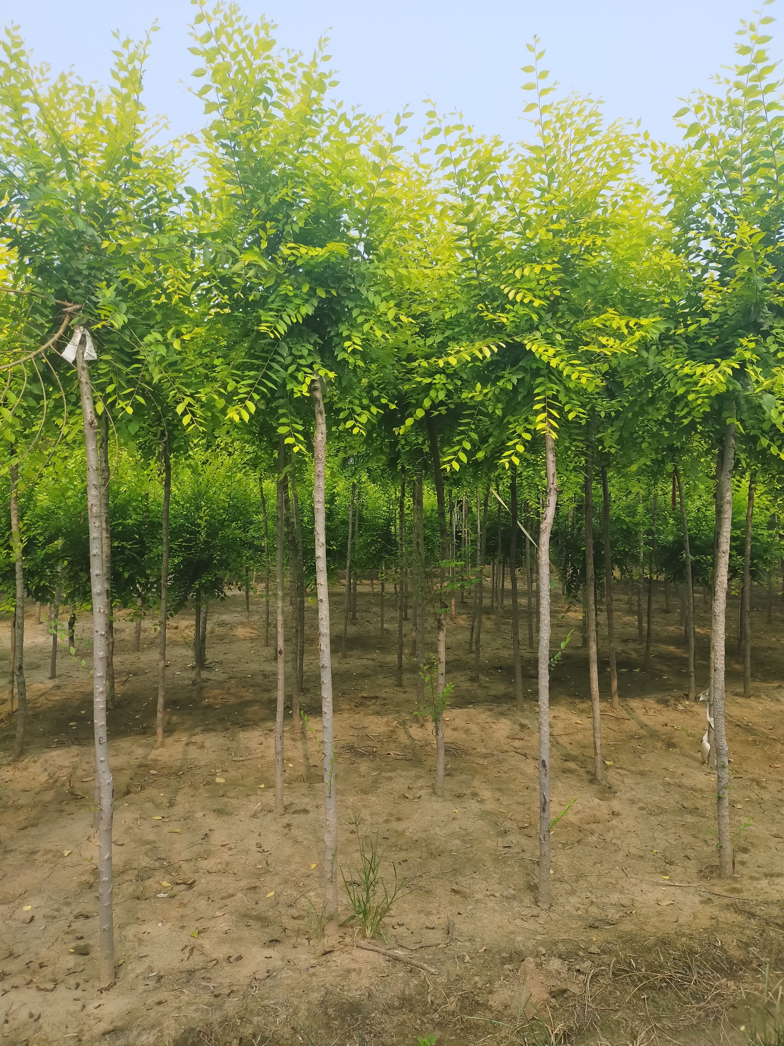  金叶榆，3公分高接金叶榆