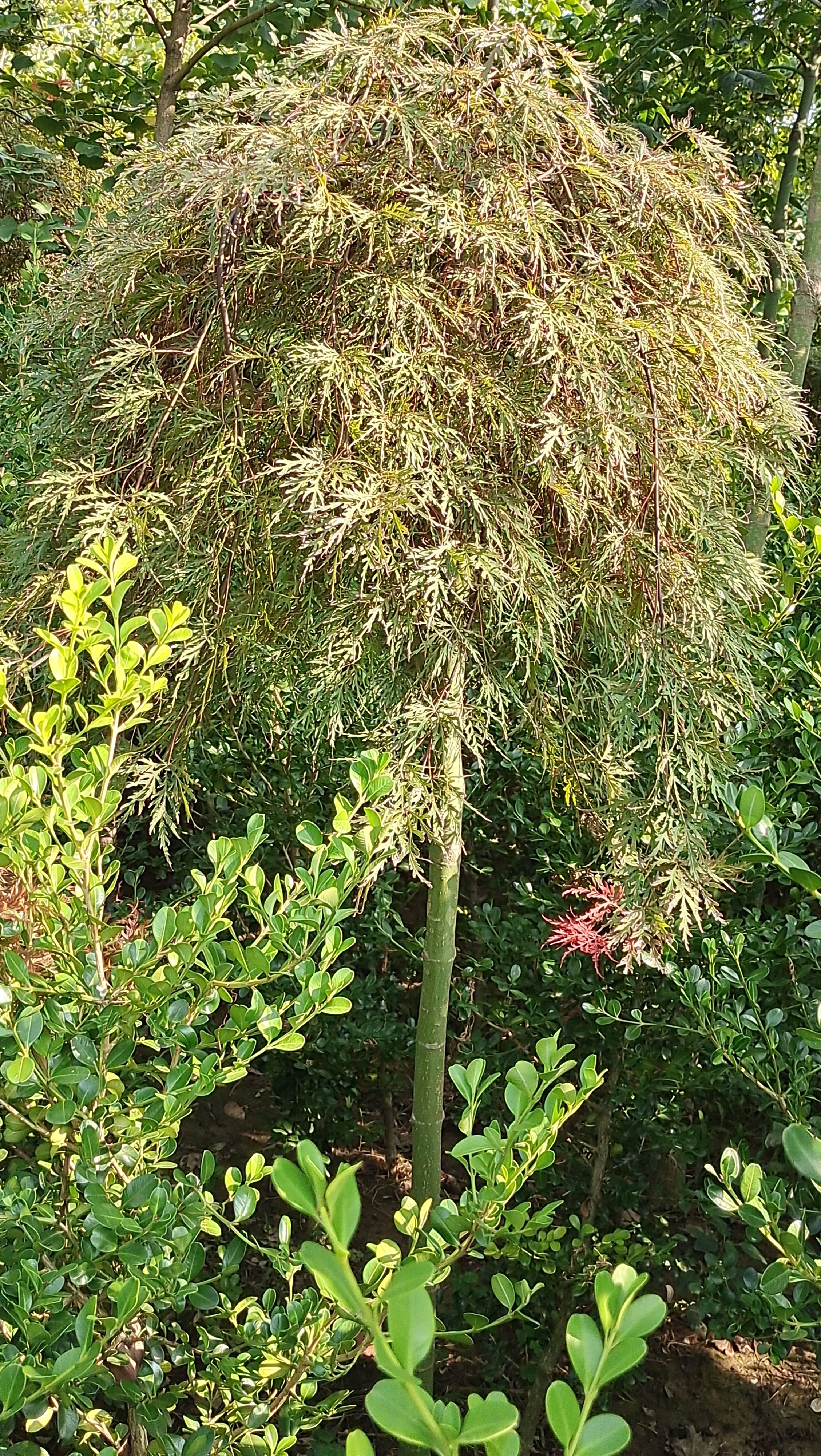 羽毛枫稻叶垂枝稻叶红羽毛枫彩叶树种已嫁接三年以上树冠丰满匀称