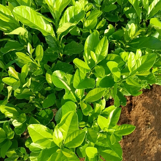 香水柠檬苗