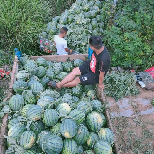 安顺 平坝区麒麟西瓜大量批发皮薄 口感好