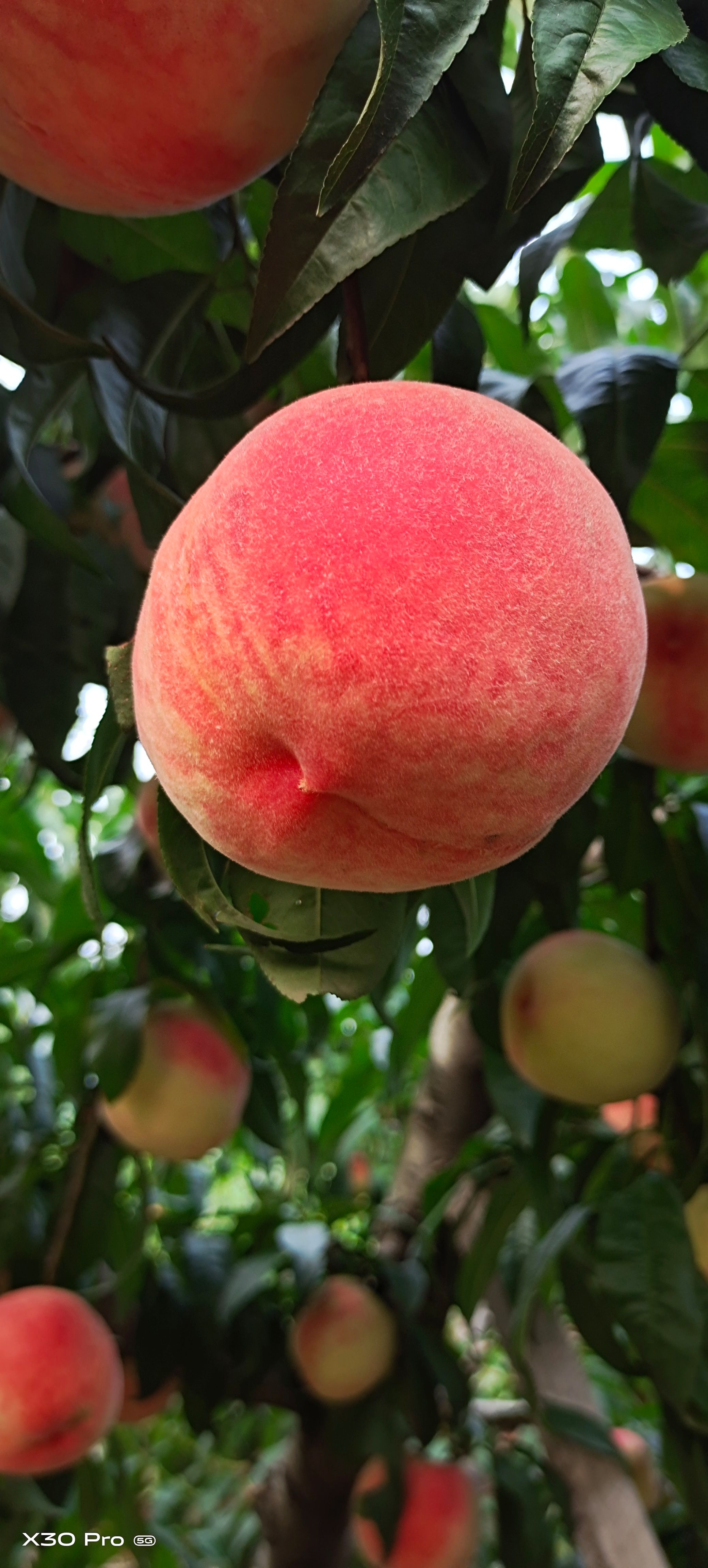 绿化九毛桃  绿化九