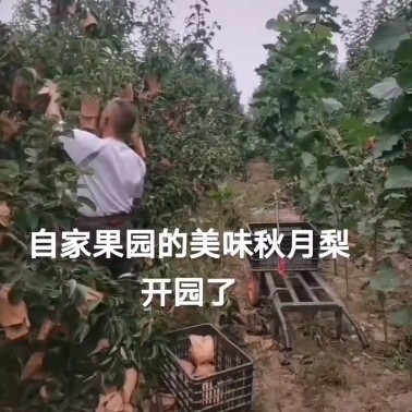 菏泽 秋月梨500亩，自家果园，菏泽训修家庭农场