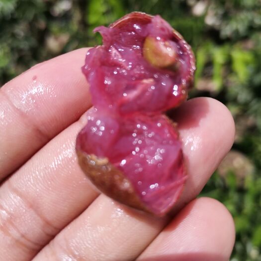 阳朔县黑黄皮果苗 紫肉黄皮果树苗！紫肉黄皮果树苗！