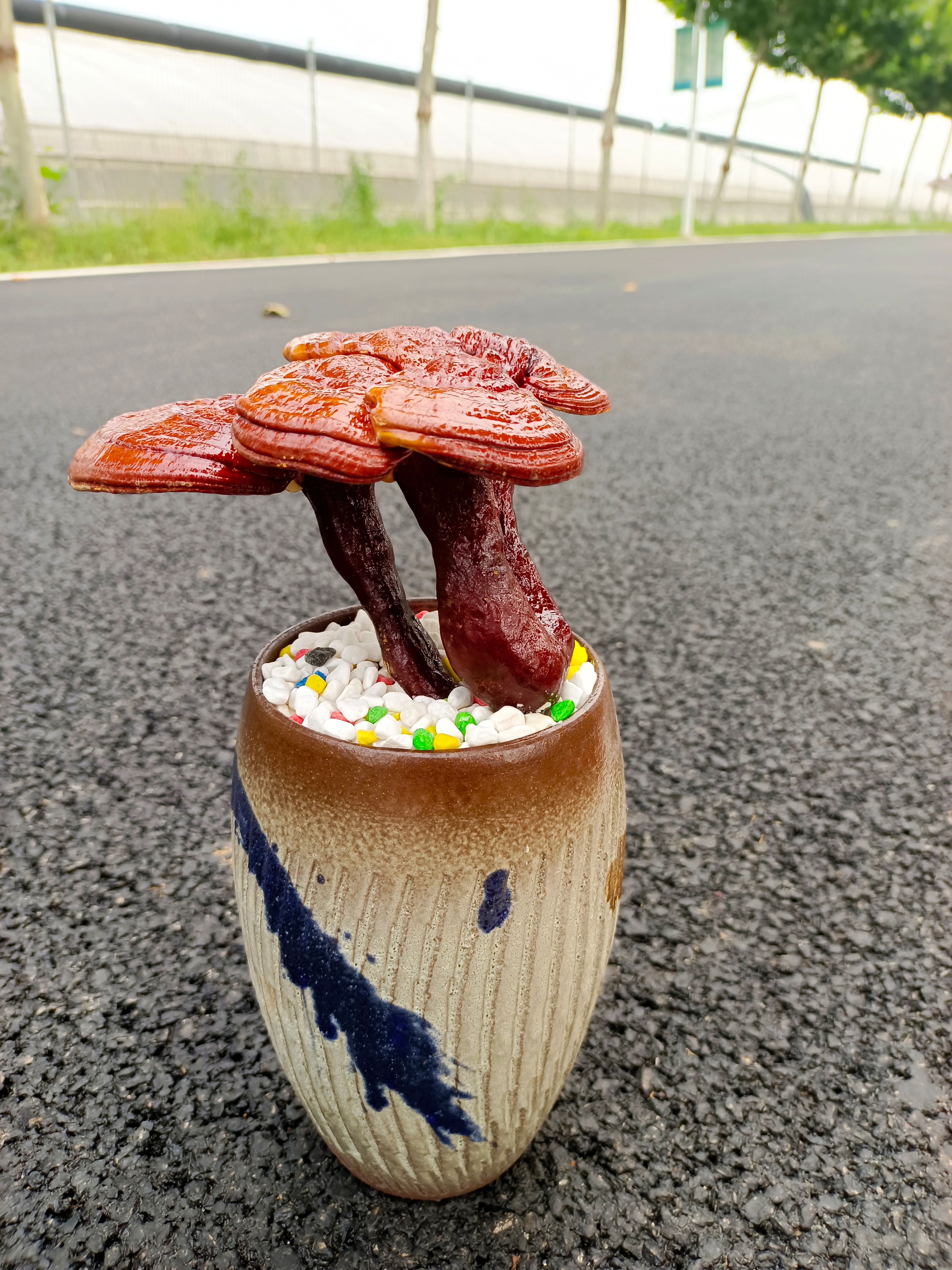 观赏灵芝 观赏盆景批发