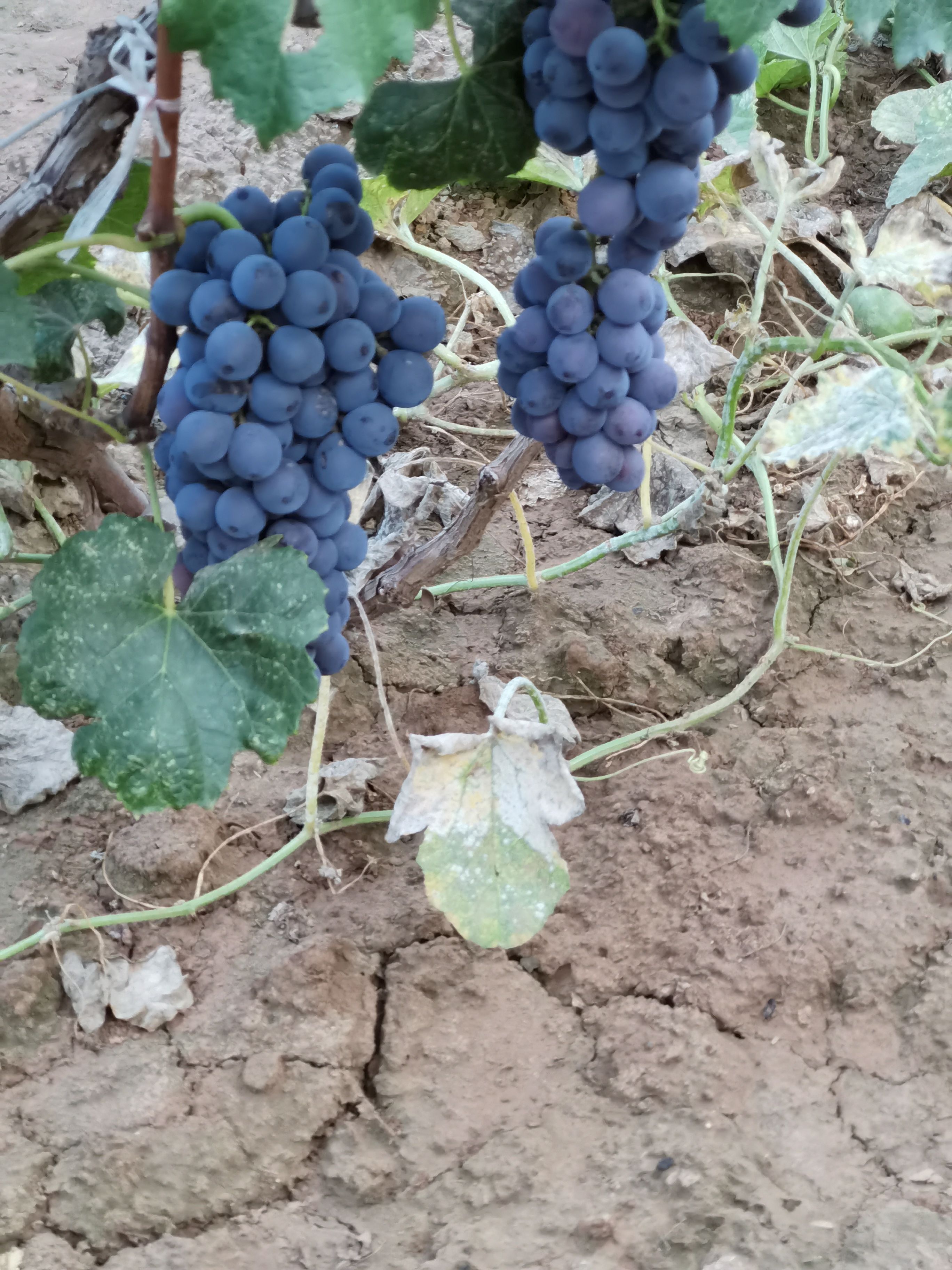 夏黑葡萄 山西省太原市清徐县 