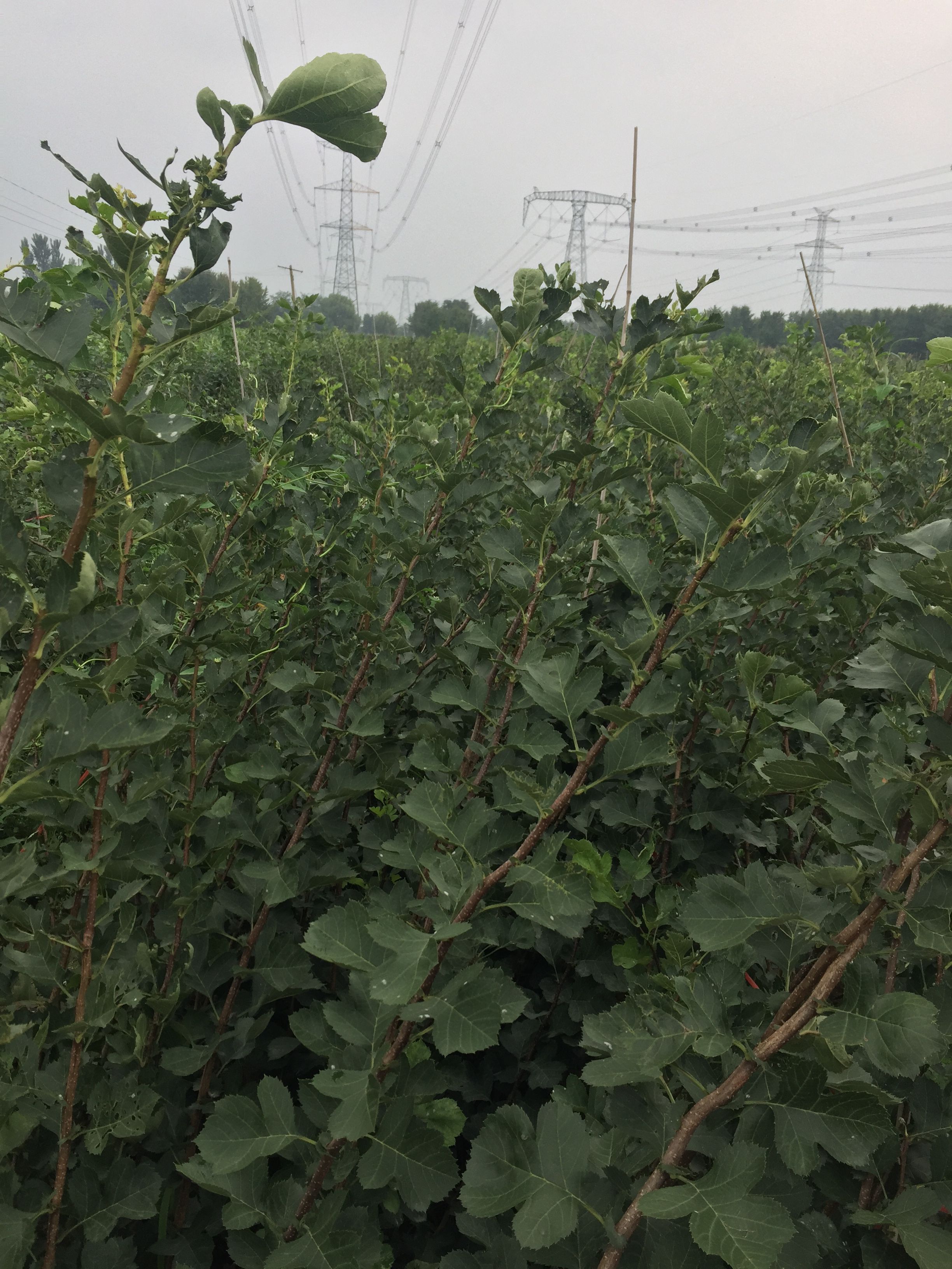 大红袍花椒苗 量大从优 一到三年苗大量供应