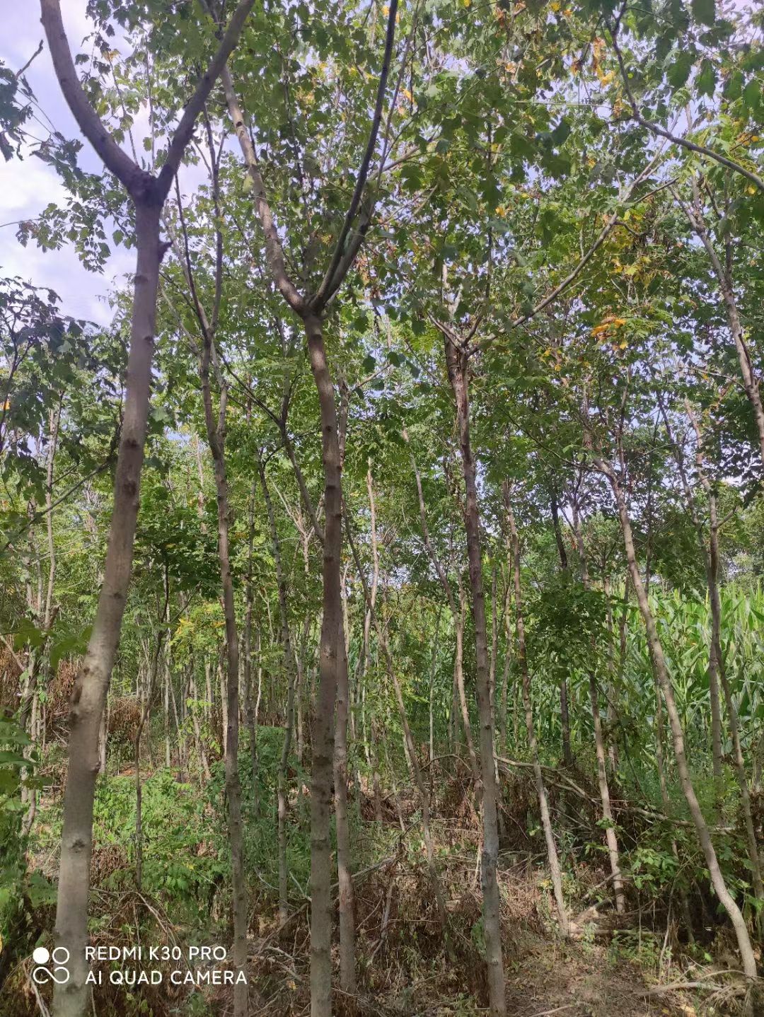 3～8公分栾树——造林/绿化/占地的树中