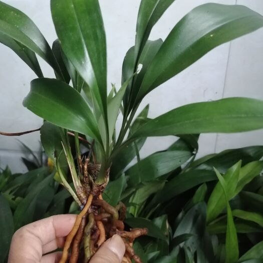 开阳县兔耳兰带花苞批发