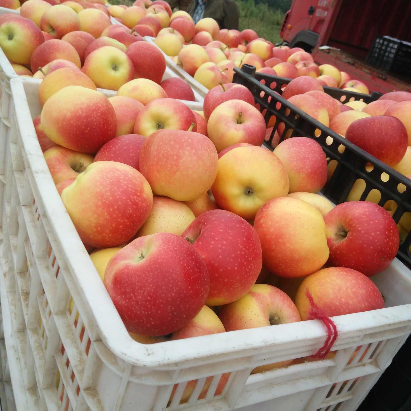 嘎啦苹果 运城嘎啦果大量供应