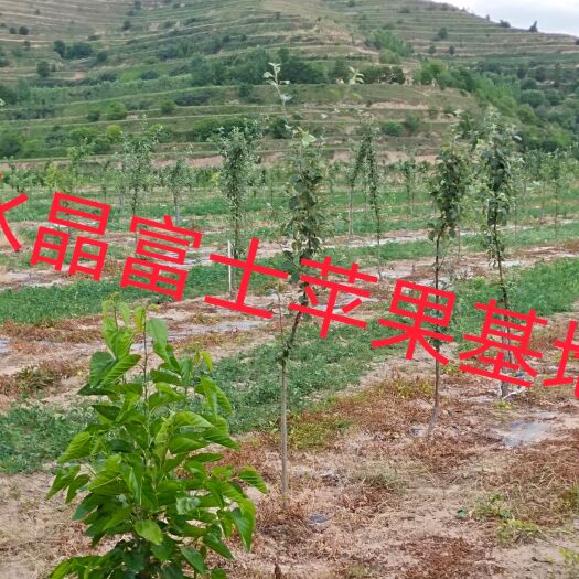 庄浪县500亩果园有意者联系