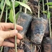 文昌市沉香苗 海南白木香小杯苗