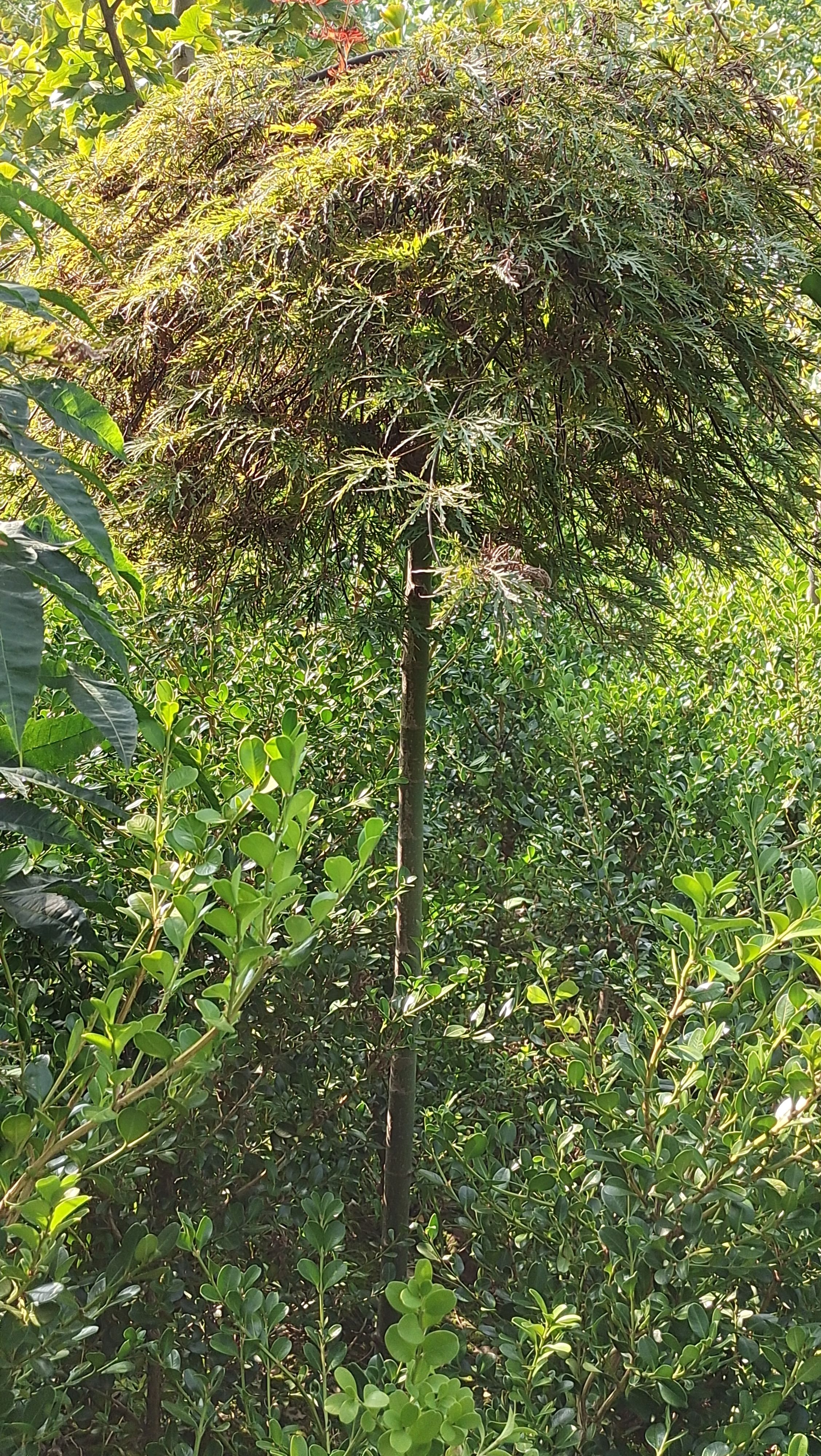 羽毛枫稻叶垂枝稻叶红羽毛枫彩叶树种已嫁接三年以上树冠丰满匀称