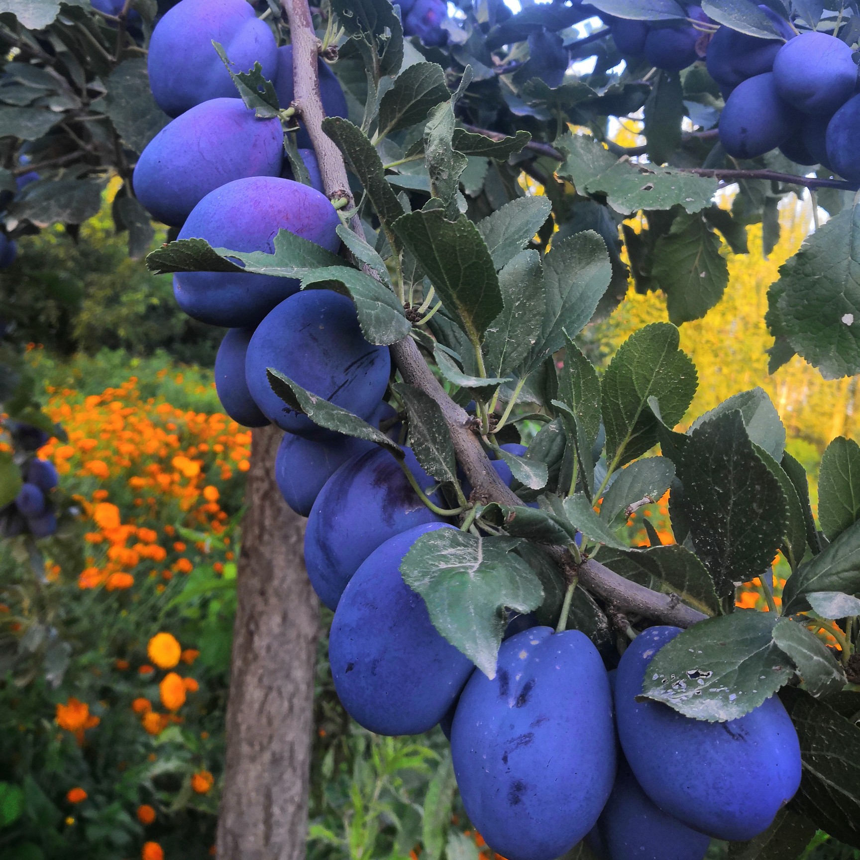 [蓝莓批发]蓝莓 新疆维吾尔自治区喀什地区莎车县 价格5元/斤 