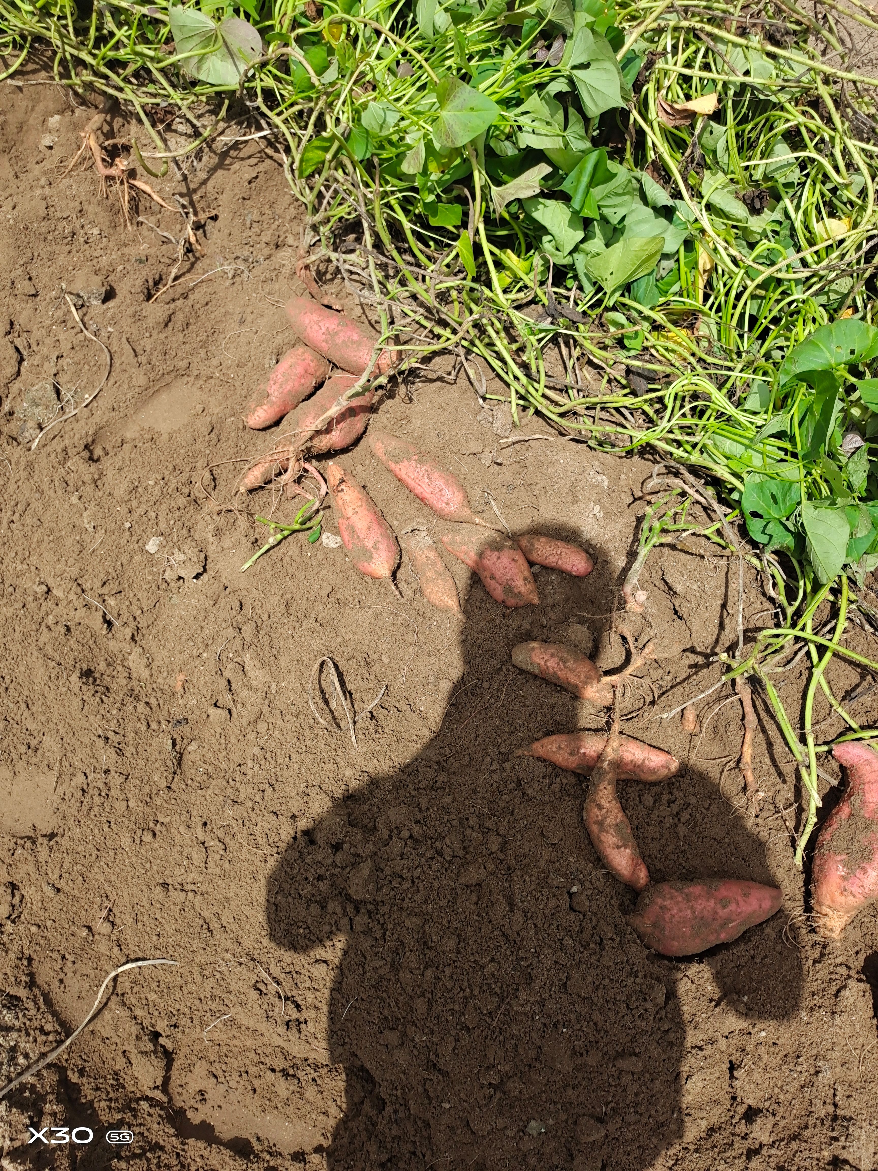 西瓜红 福建省漳州市漳浦县 3两~6两 红皮 