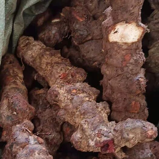 广州土茯苓云大土，白肉大量现货供应