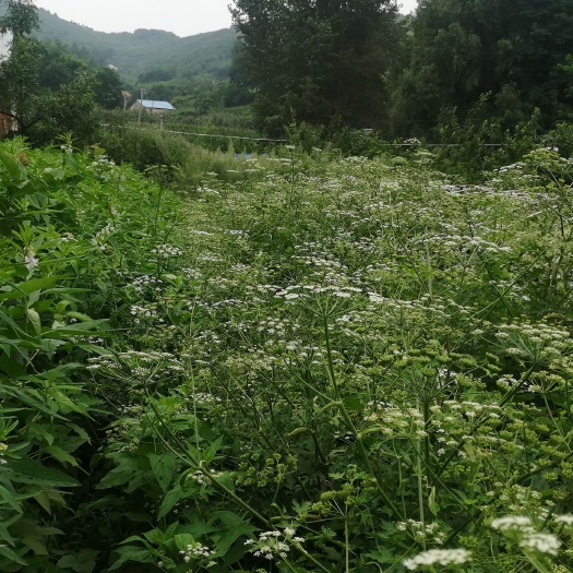 大石桥市野芹菜  老山芹