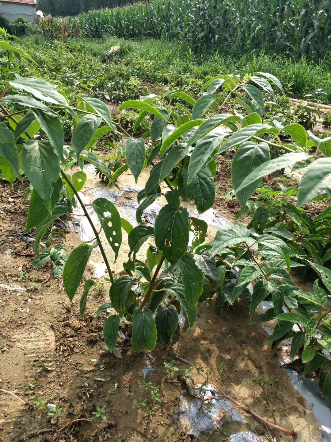 自花授粉软枣猕猴桃苗龙城二号丹东特产奇异果苗当年结果树包邮
