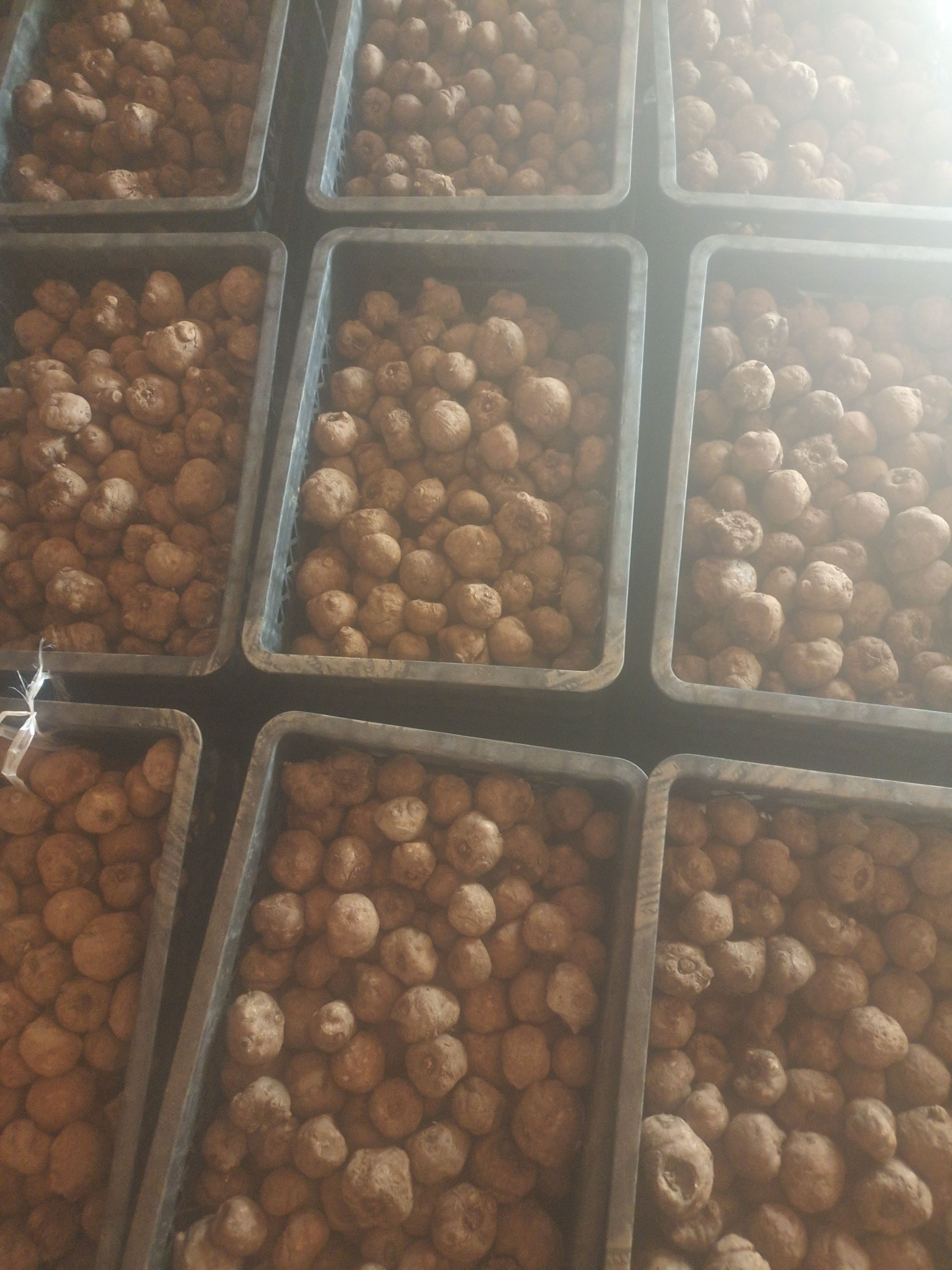 云南花魔芋种子