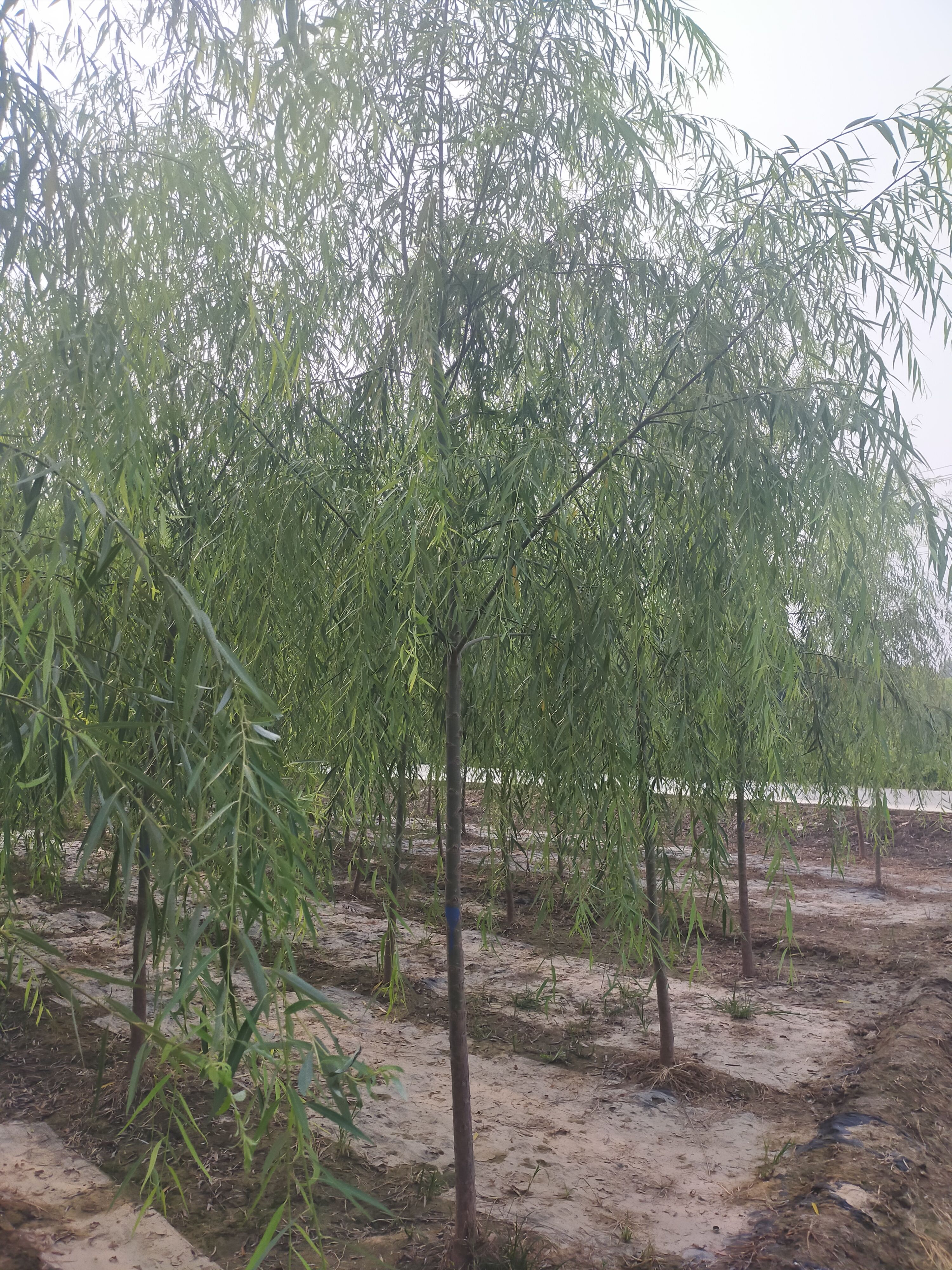 垂柳，5公分垂柳