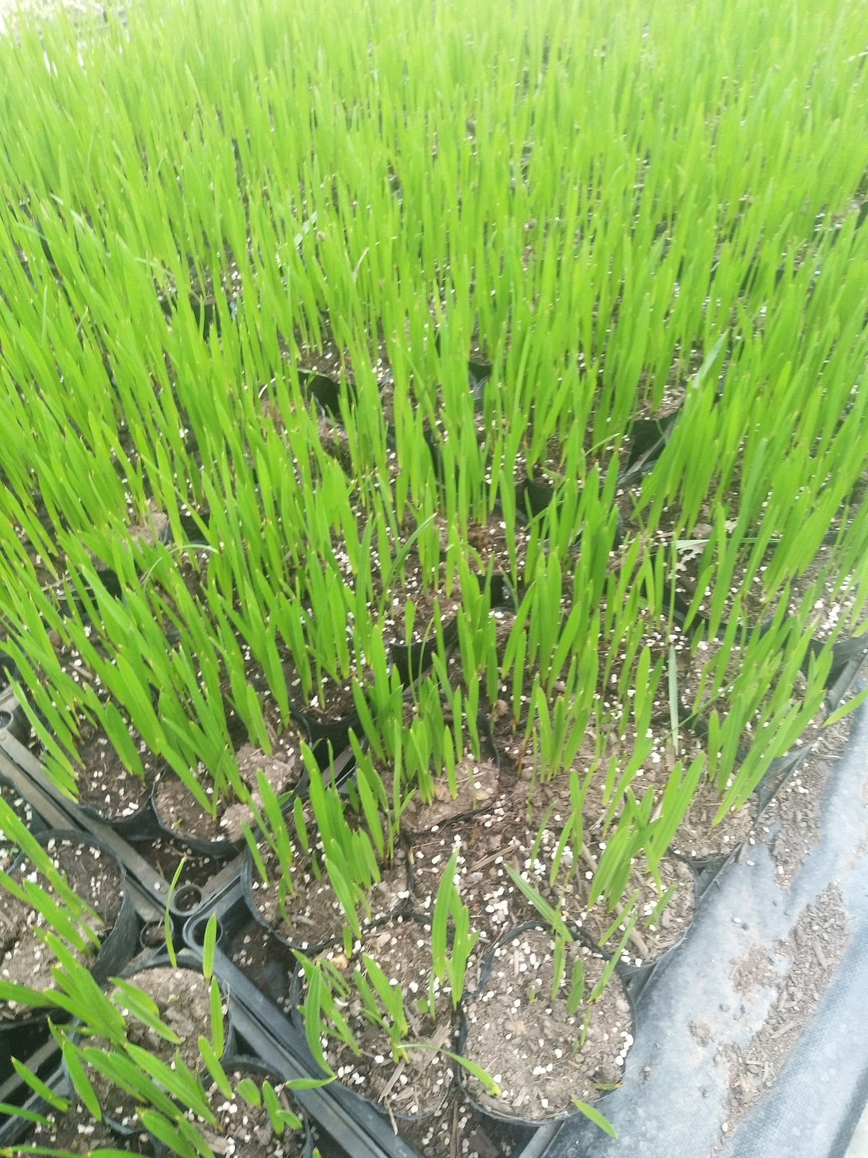  加拿利海枣苗 棕榈科园林绿化树种