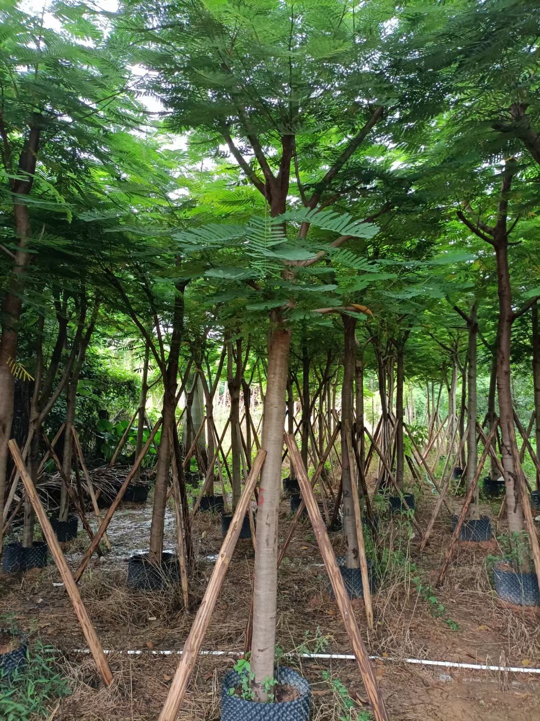 凤凰木12/15公分骨架漂亮货