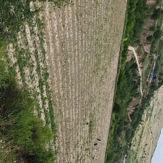 果园基地