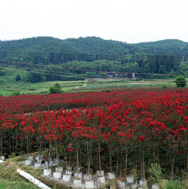 红火箭紫薇 苗圃基地大量供应紫薇小苗1－2公分，江西九江紫薇苗农户自家种