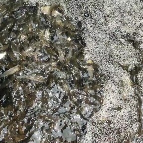 宿迁草鱼苗  出售各品种鱼苗夏花，