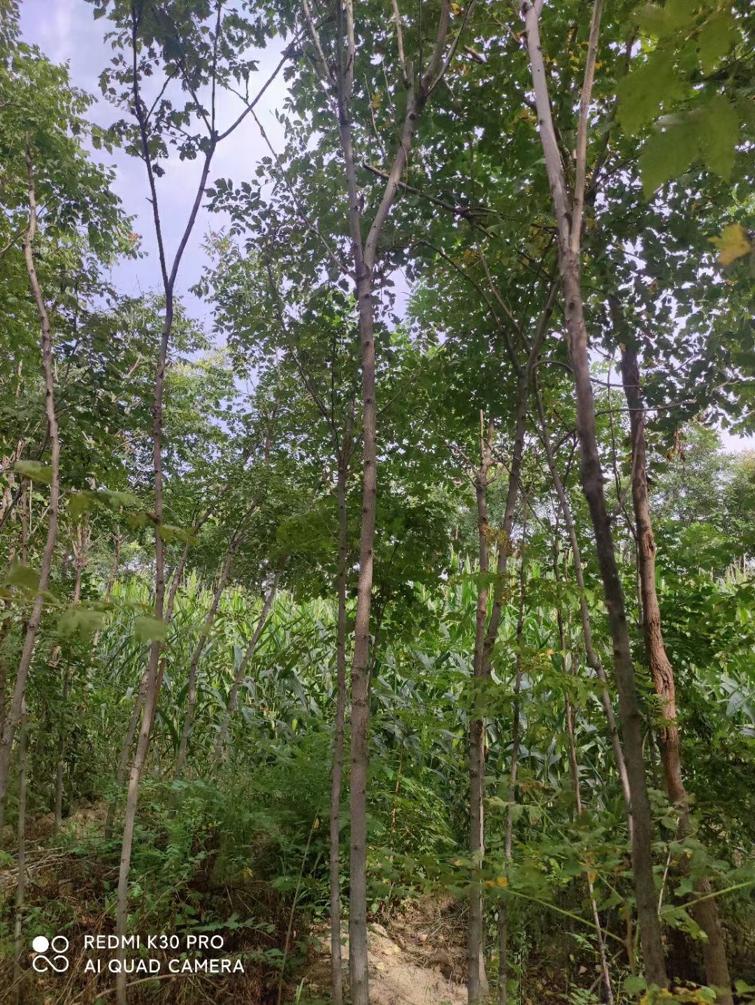 3～8公分栾树——造林/绿化/占地的树中