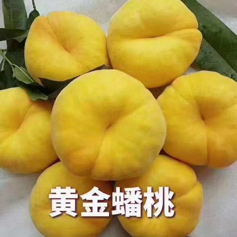 北京平谷大桃产区，黄蟠桃大量成熟，欢迎各位采购考察