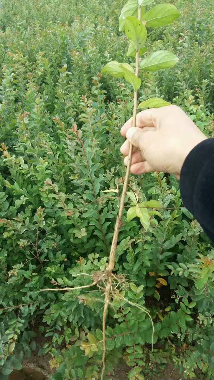 红火箭紫薇 苗圃基地大量供应紫薇小苗1－2公分，江西九江紫薇苗农户自家种