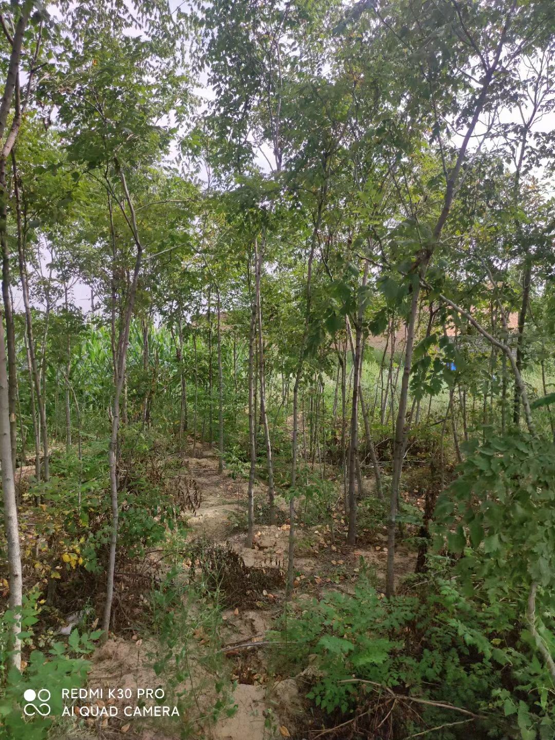 3～8公分栾树——造林/绿化/占地的树中